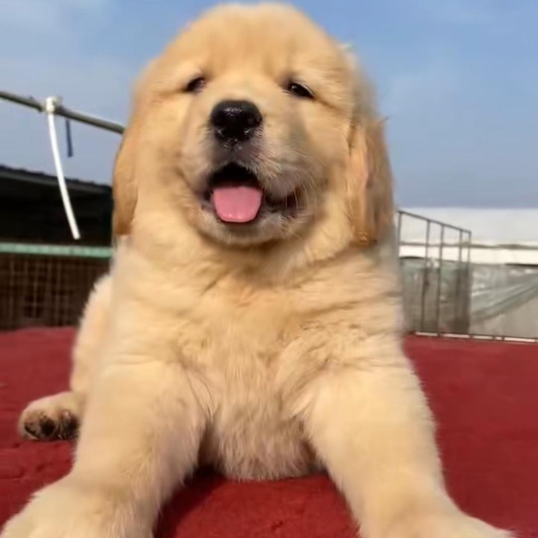 萌琦犬舍