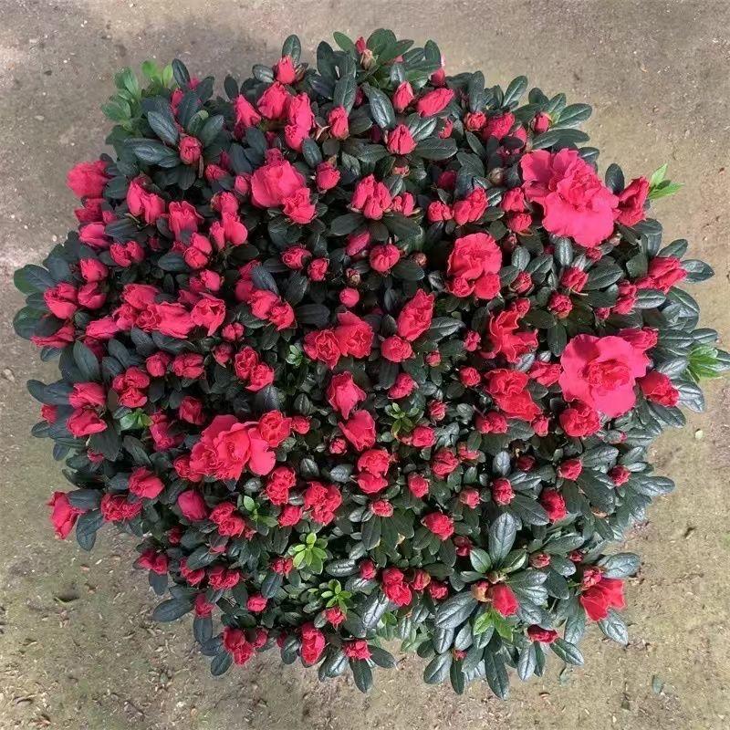 36898719273
