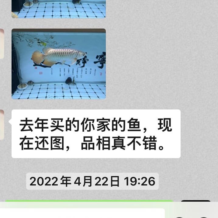 星隆甄选龙鱼