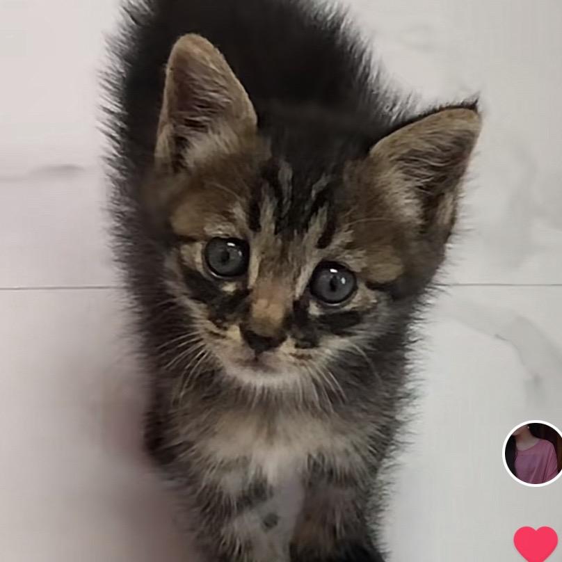 猫宝