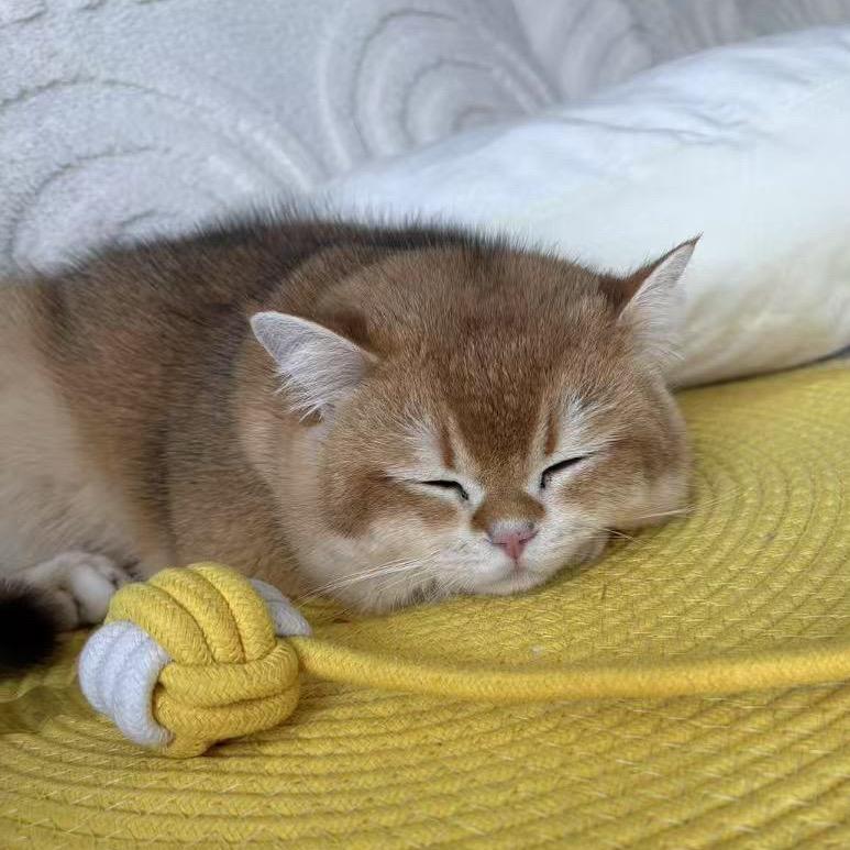 🐱