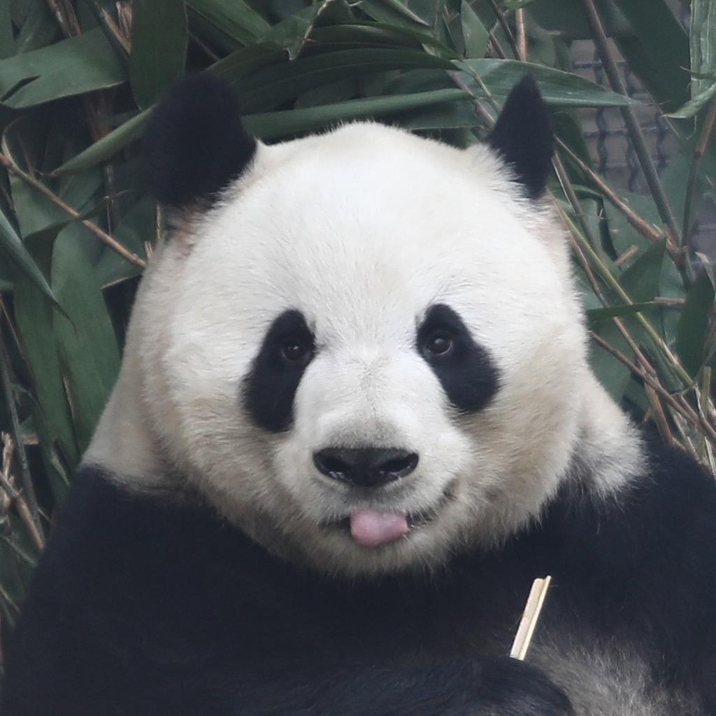 一起看熊喵