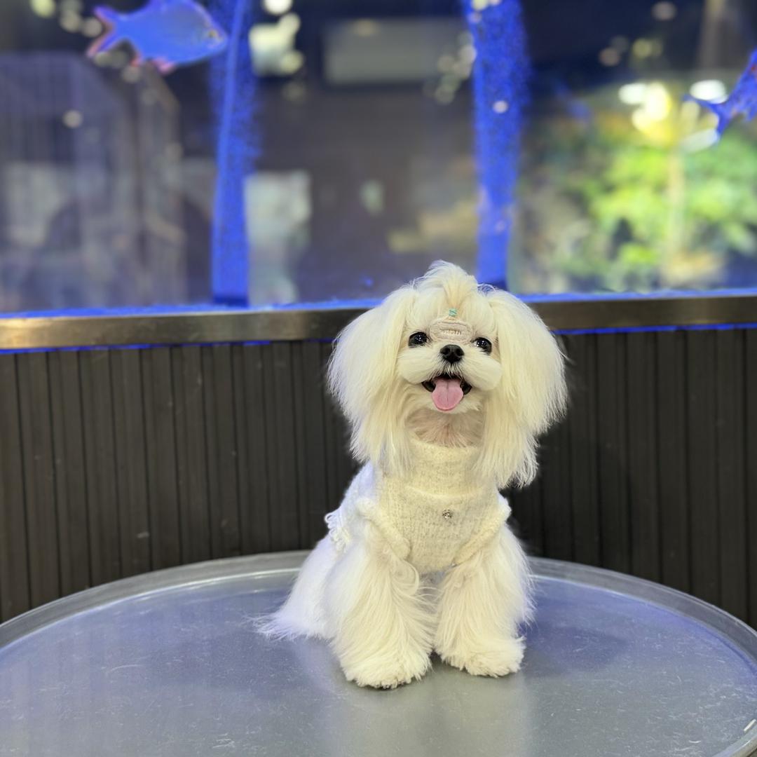 米奇喵汪屋&糯米