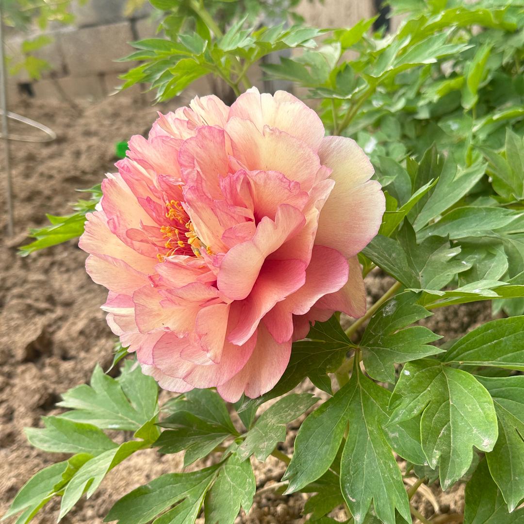 晨曦花园
