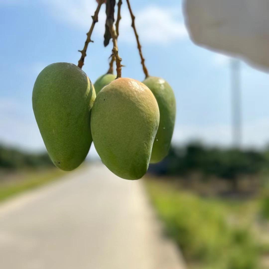 番茄果果