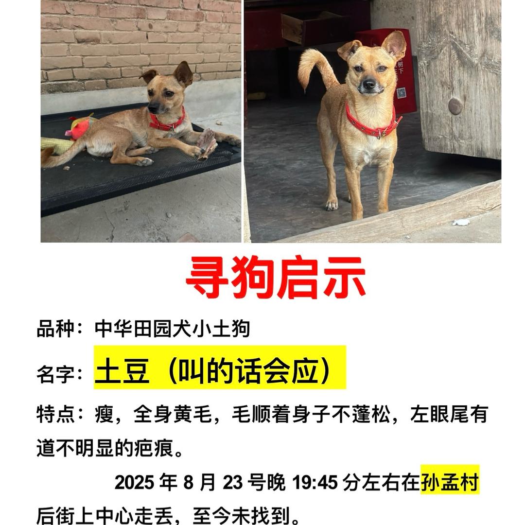 清丰土豆回家