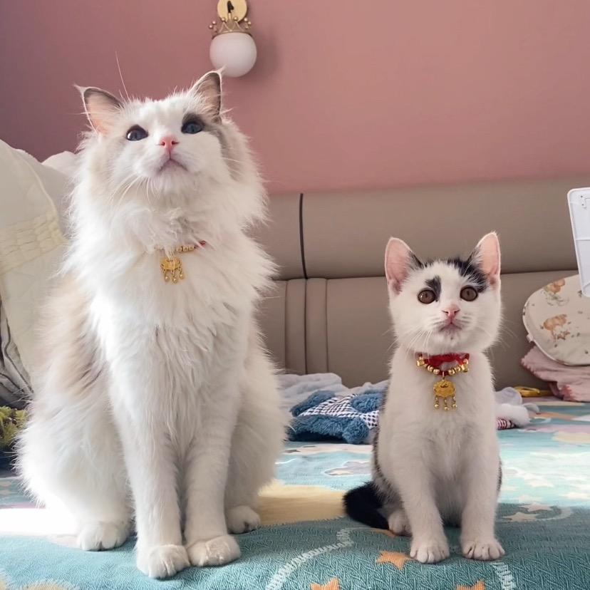 苞米和福多多的幸福生活🐱