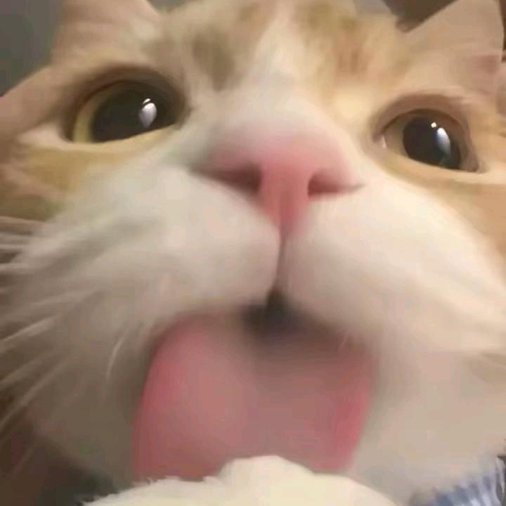 ¿¿