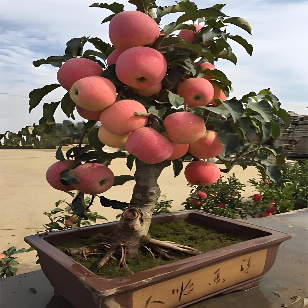 泓盛花木园艺臻选阁