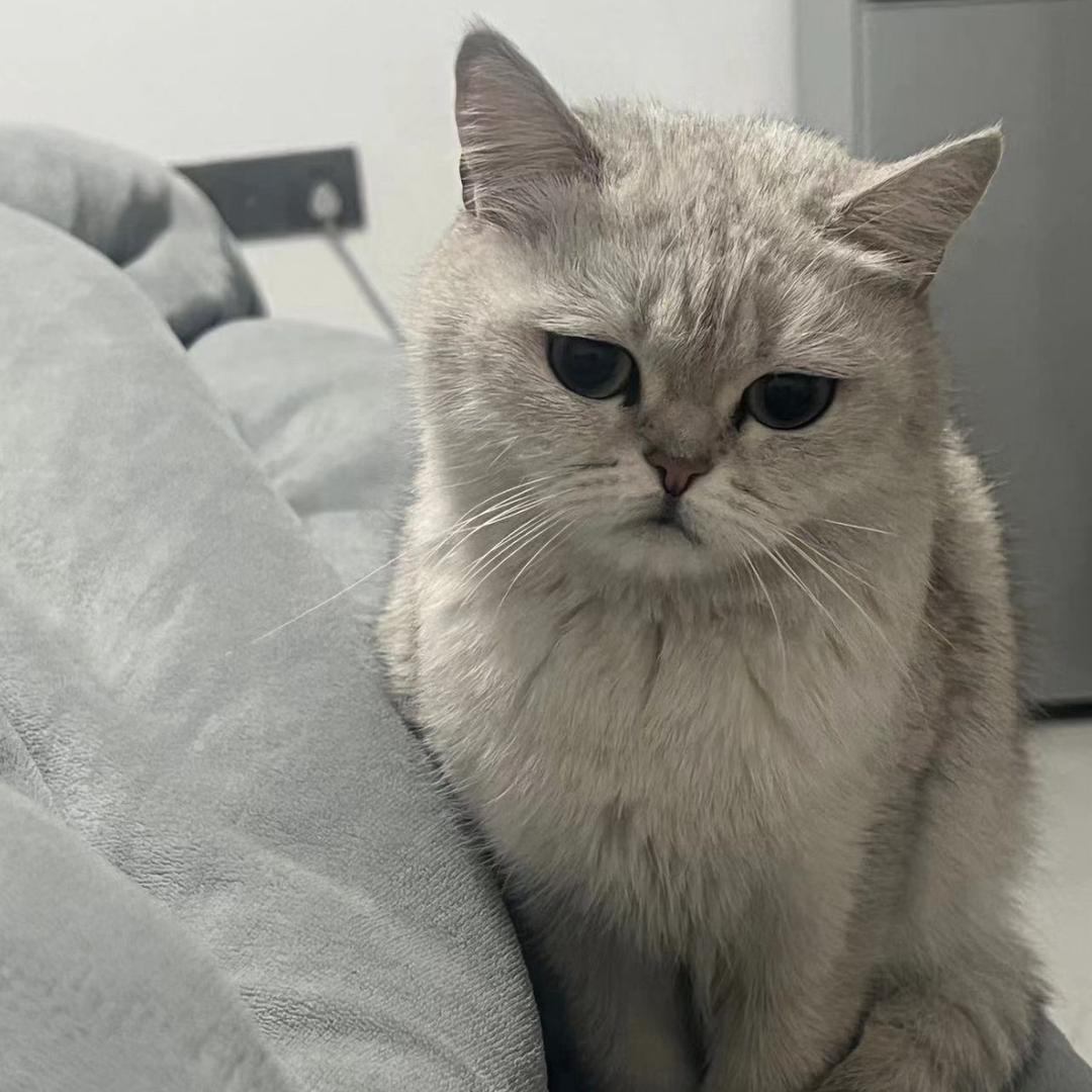 雾起