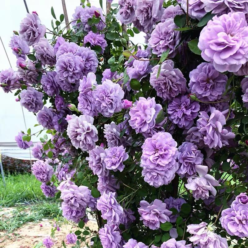 爱莎花卉
