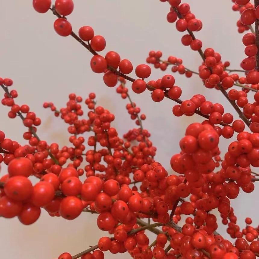 花羽兮园艺总店鲜花绿植优选