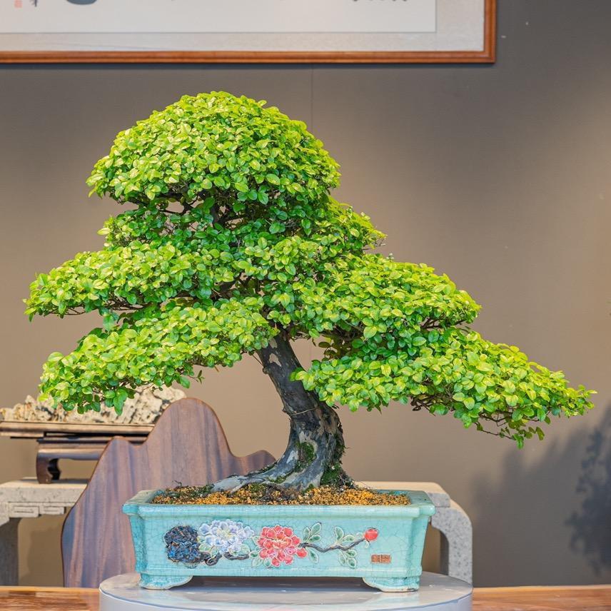 艺景园盆景（世农园艺店）