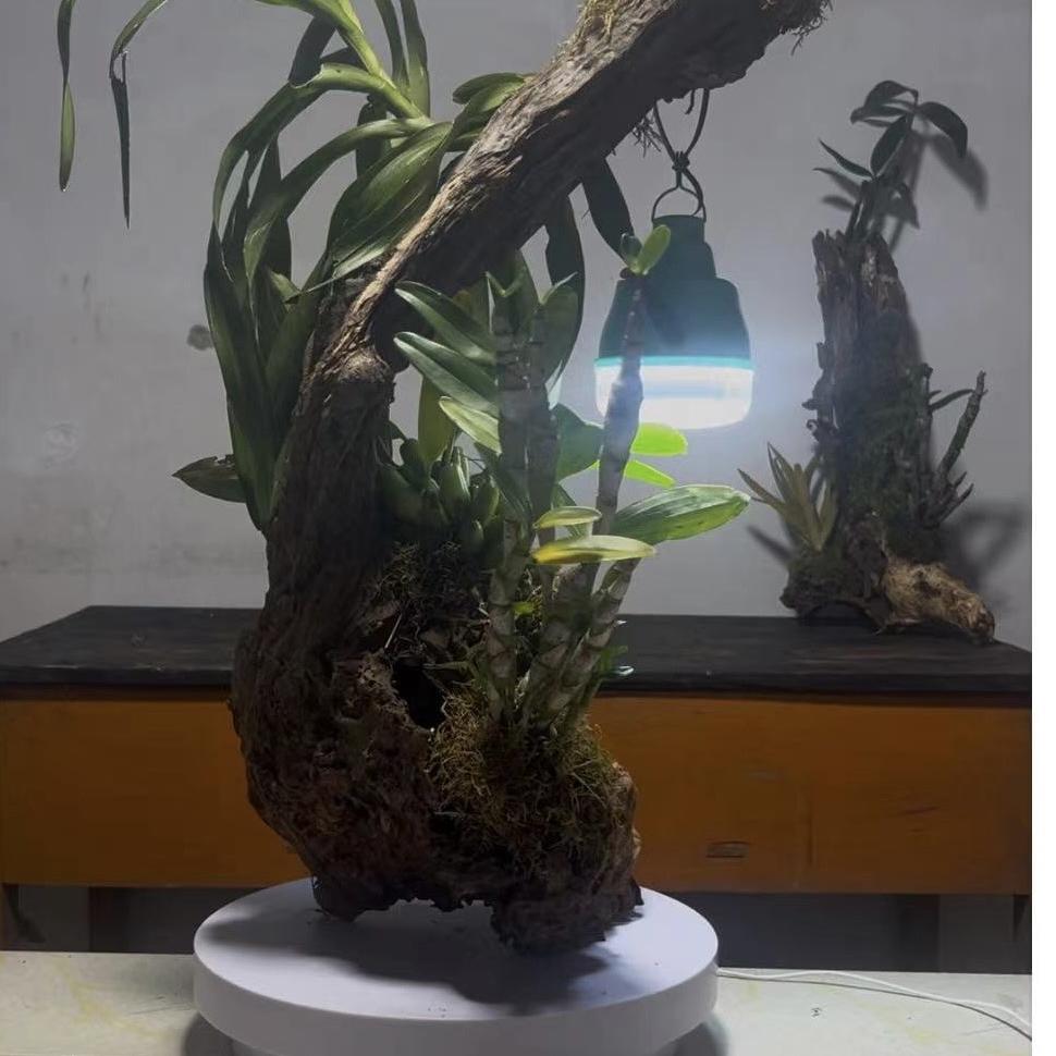 古木育斛