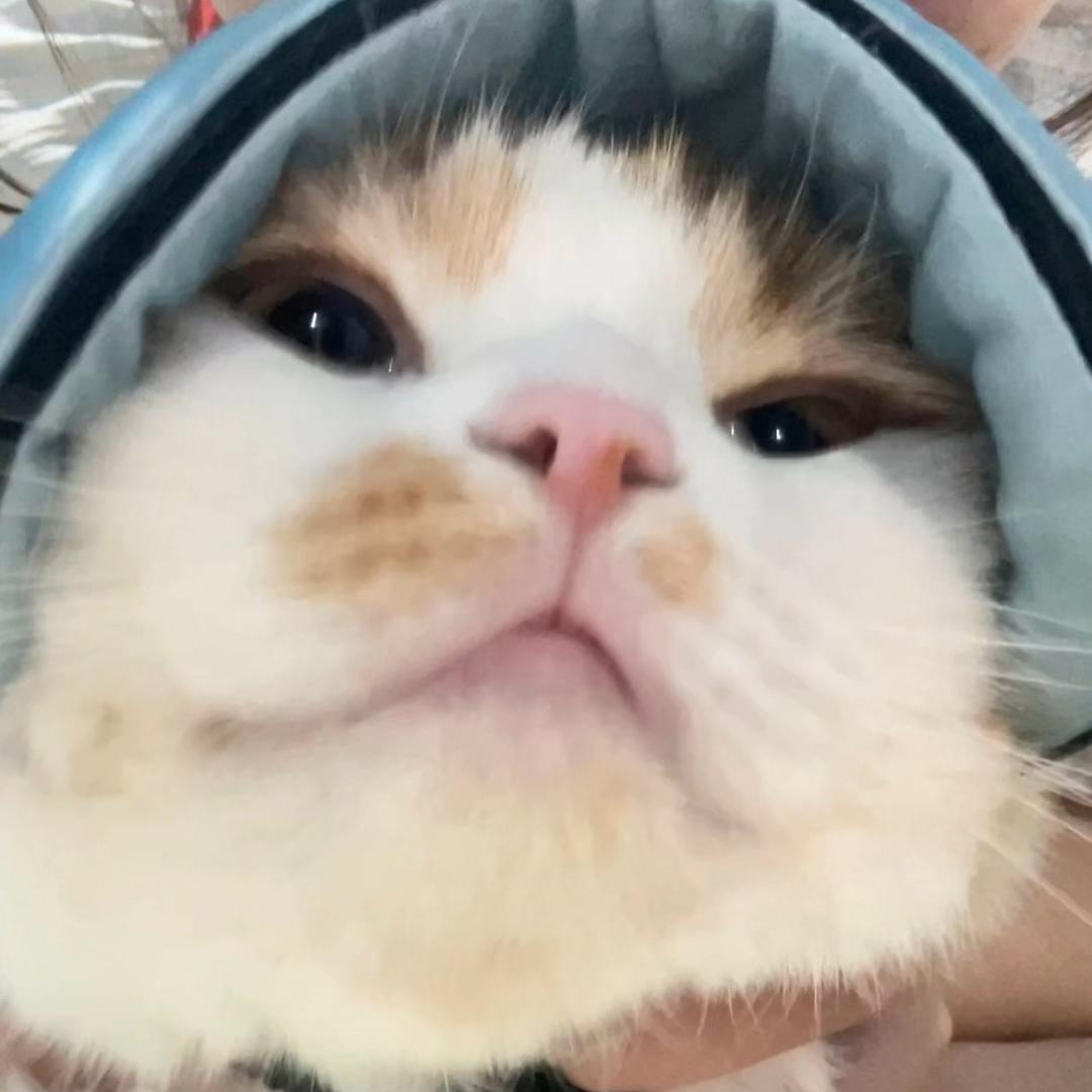 萝卜是只猫（求职版）