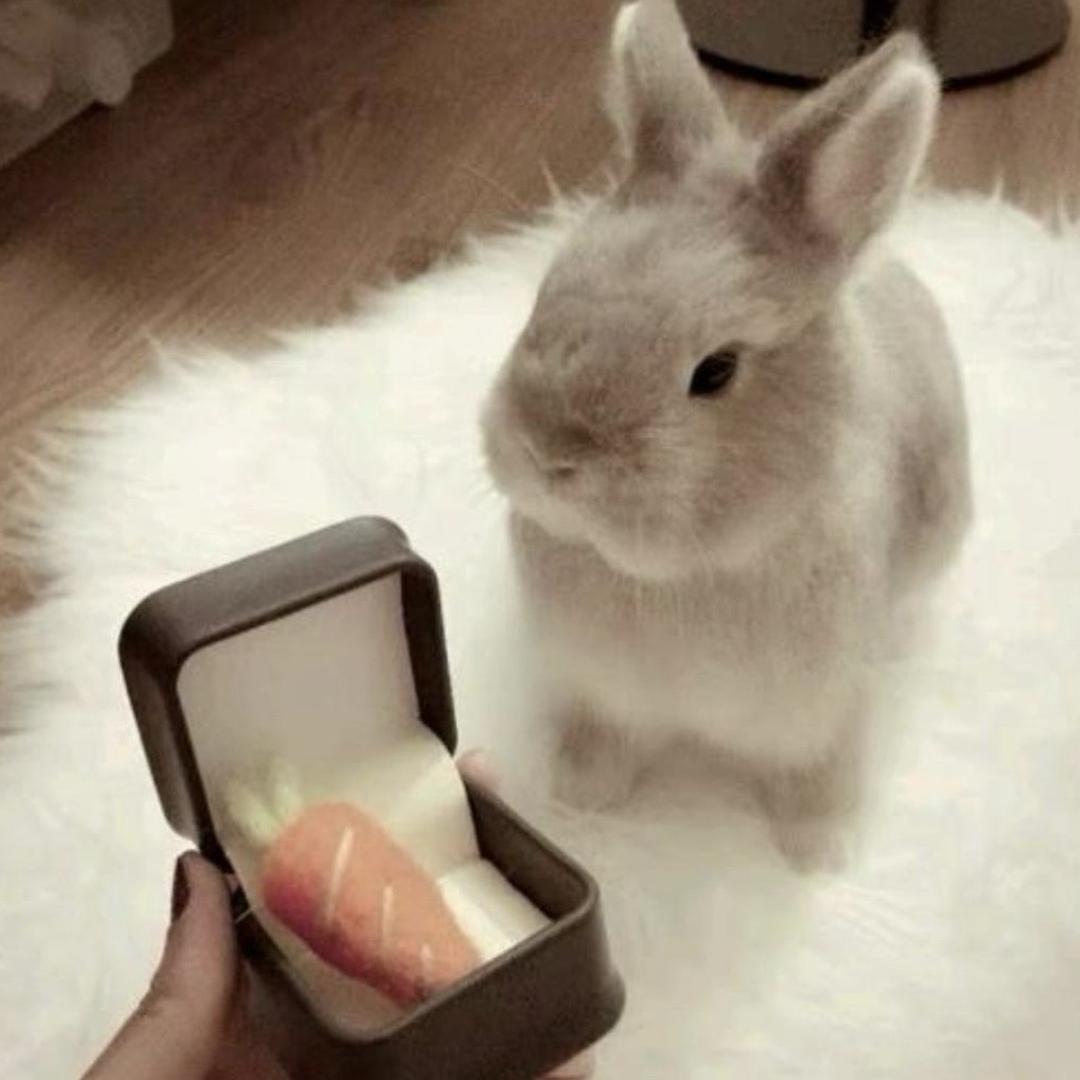 ㅤㅤㅤㅤㅤㅤ不吃苹果