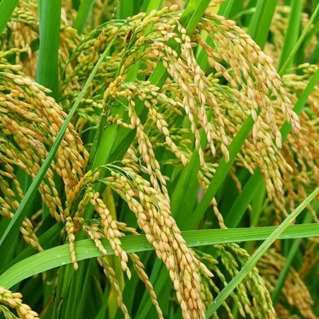 無心插柳