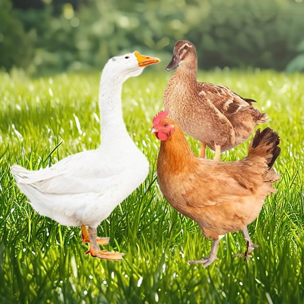 牧栏家禽饲料添加工厂