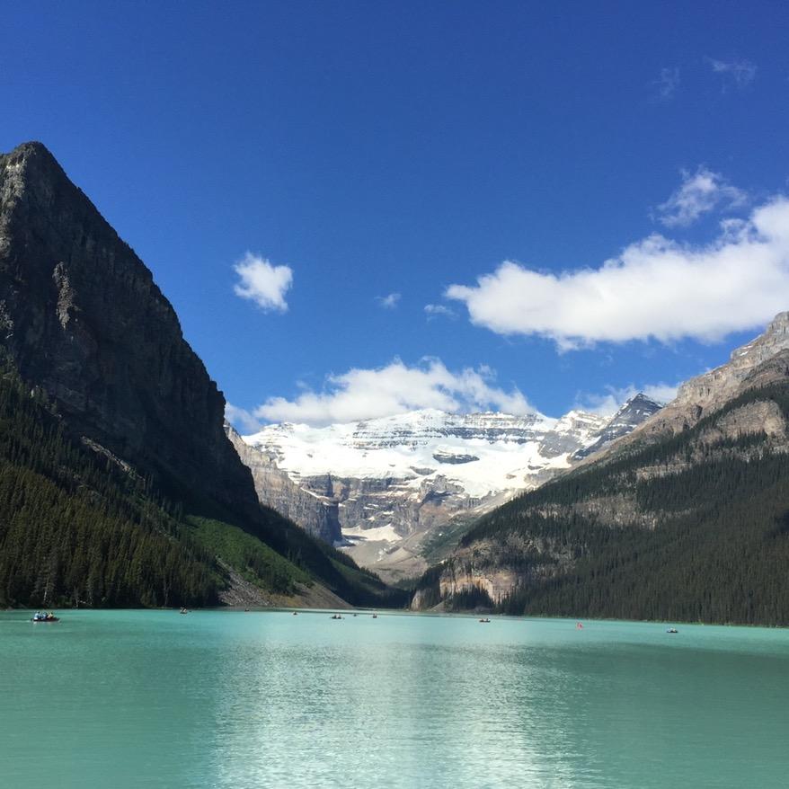 🎲吉娃娃🐶🎲