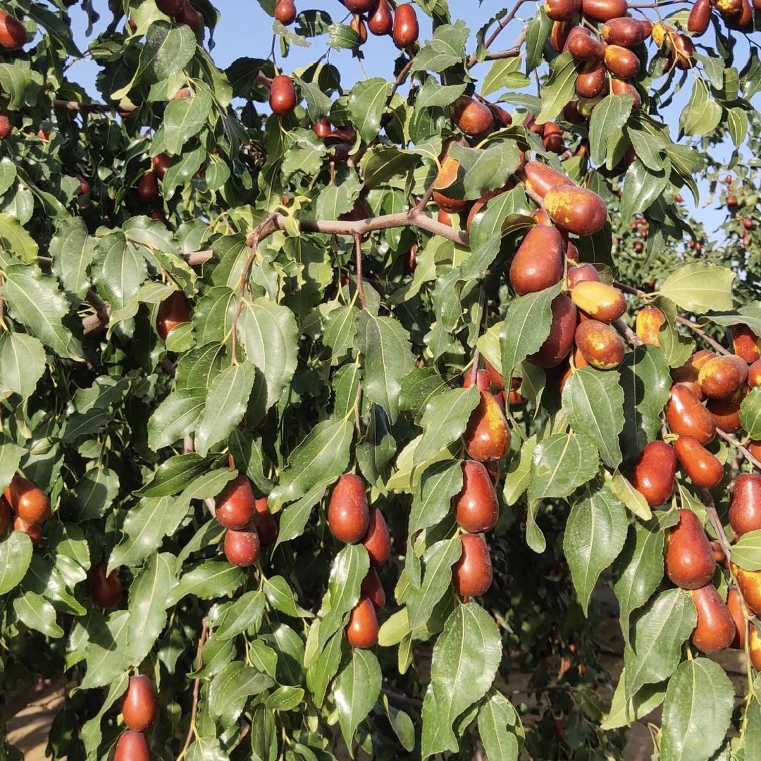 新疆田大姐土特产