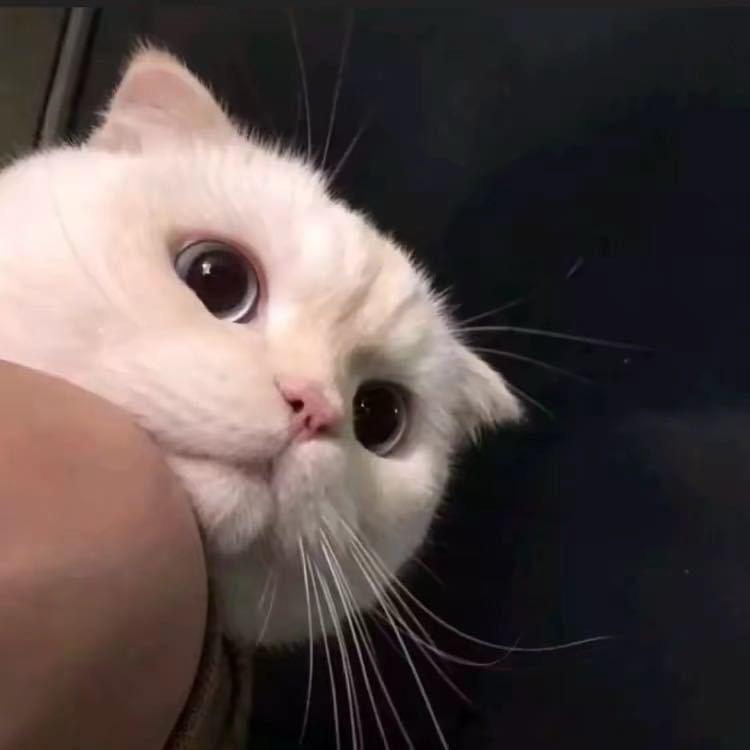 陈白露