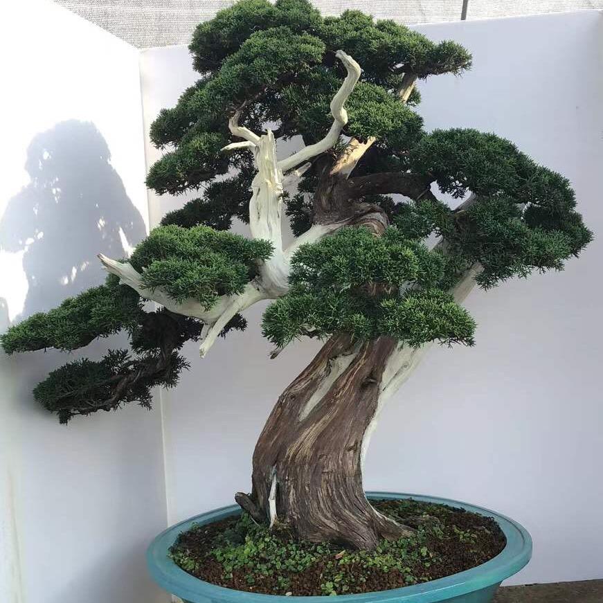 波哥花卉苗木场