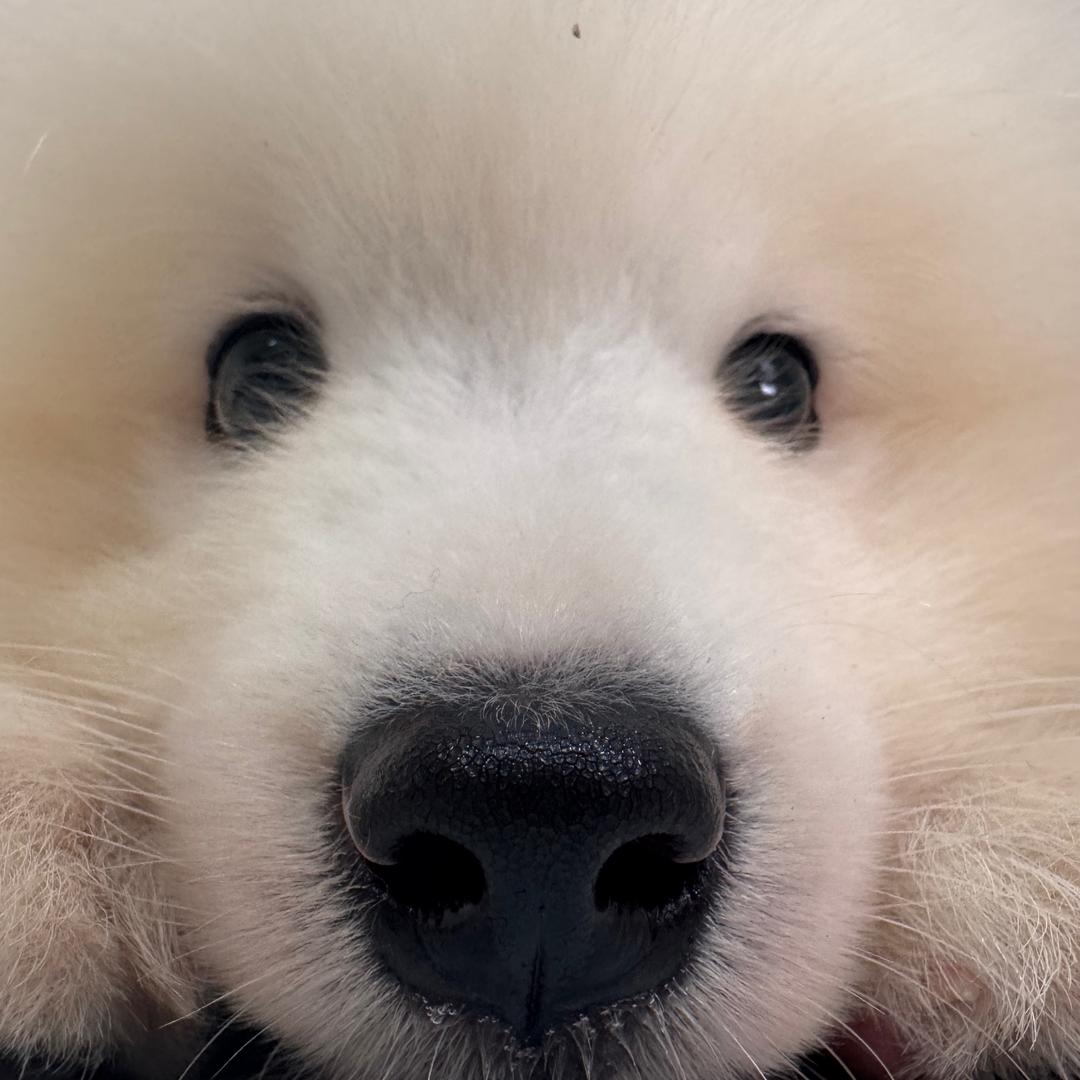小小鸡