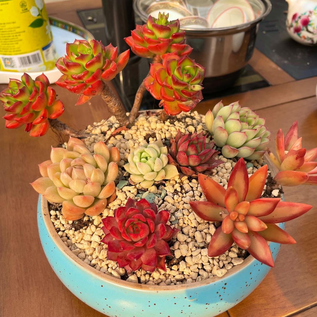 小黑的多肉花园