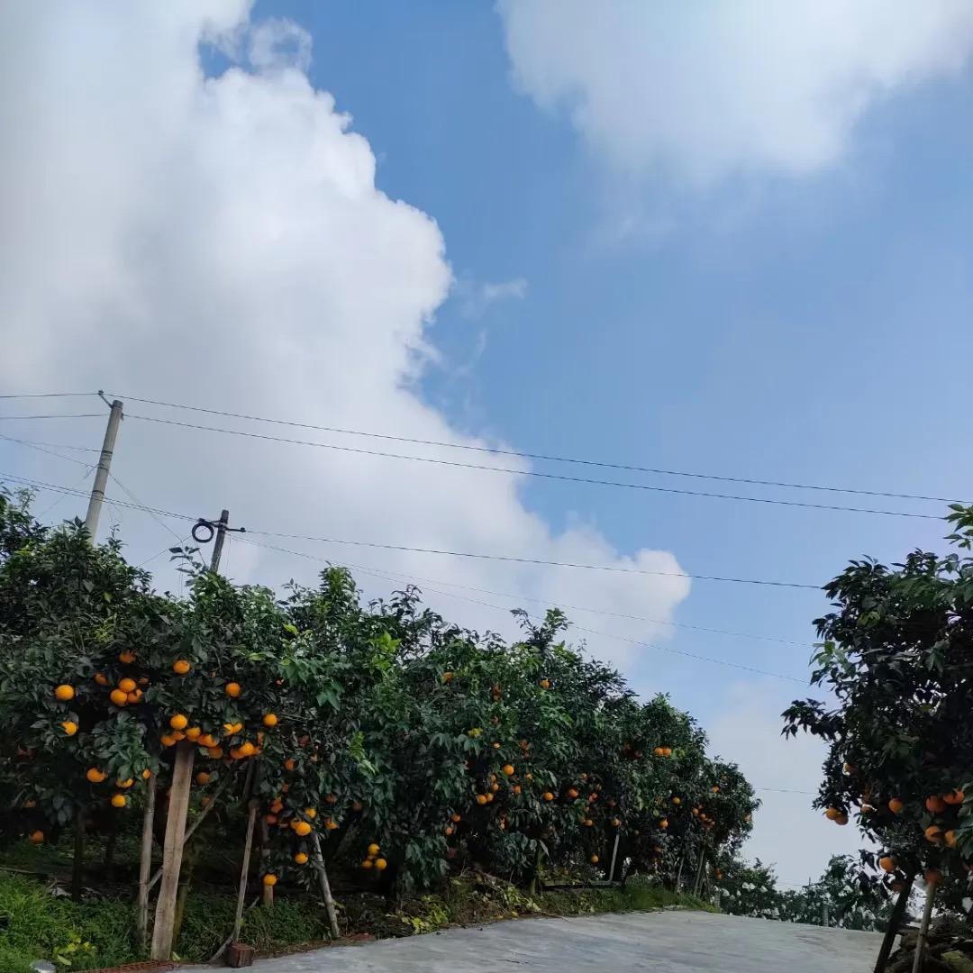 农家合作社