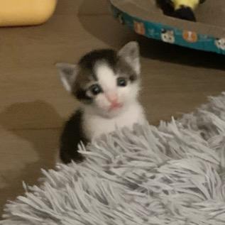 是小猪包包呀✨🐱