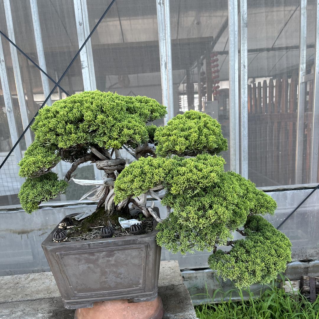 光淼盆景