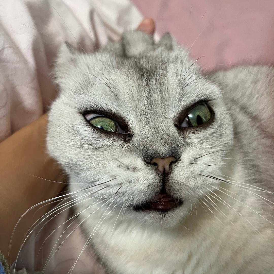 过期猫毛