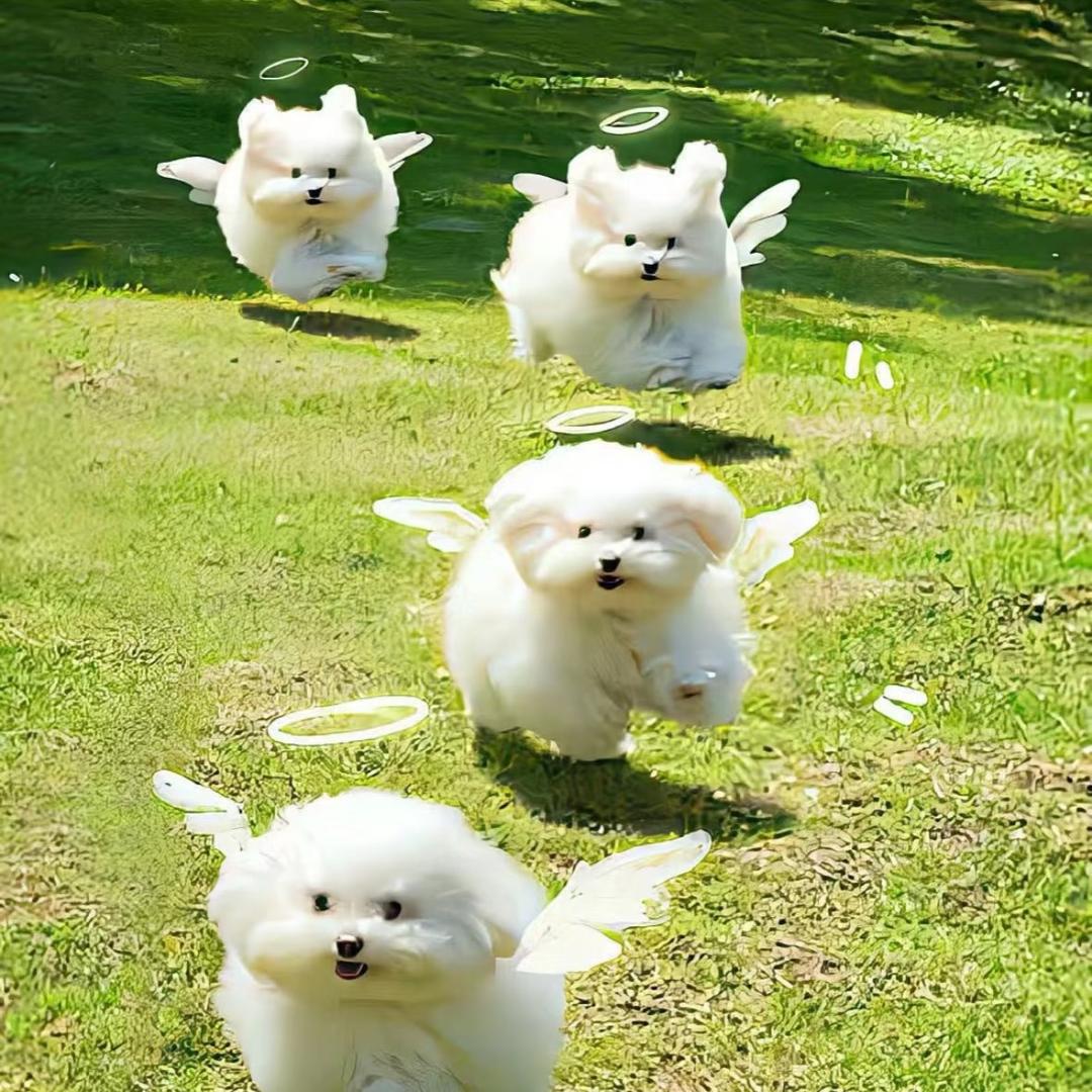 月亮上的垂耳兔.