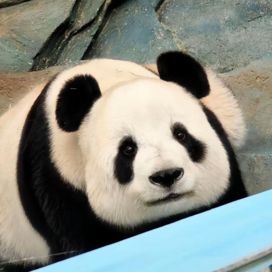 肉肉拆卡（回归版）