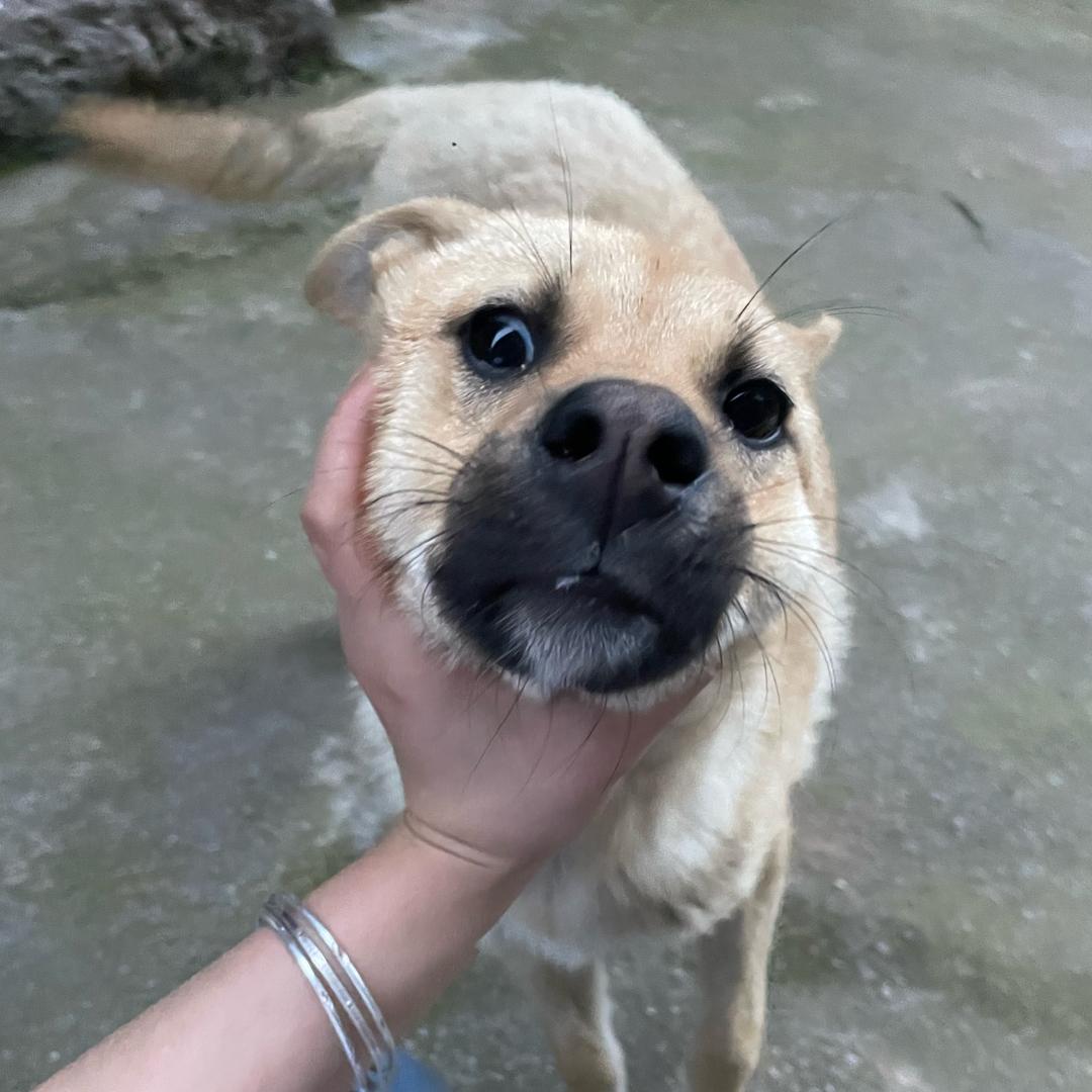 顺顺