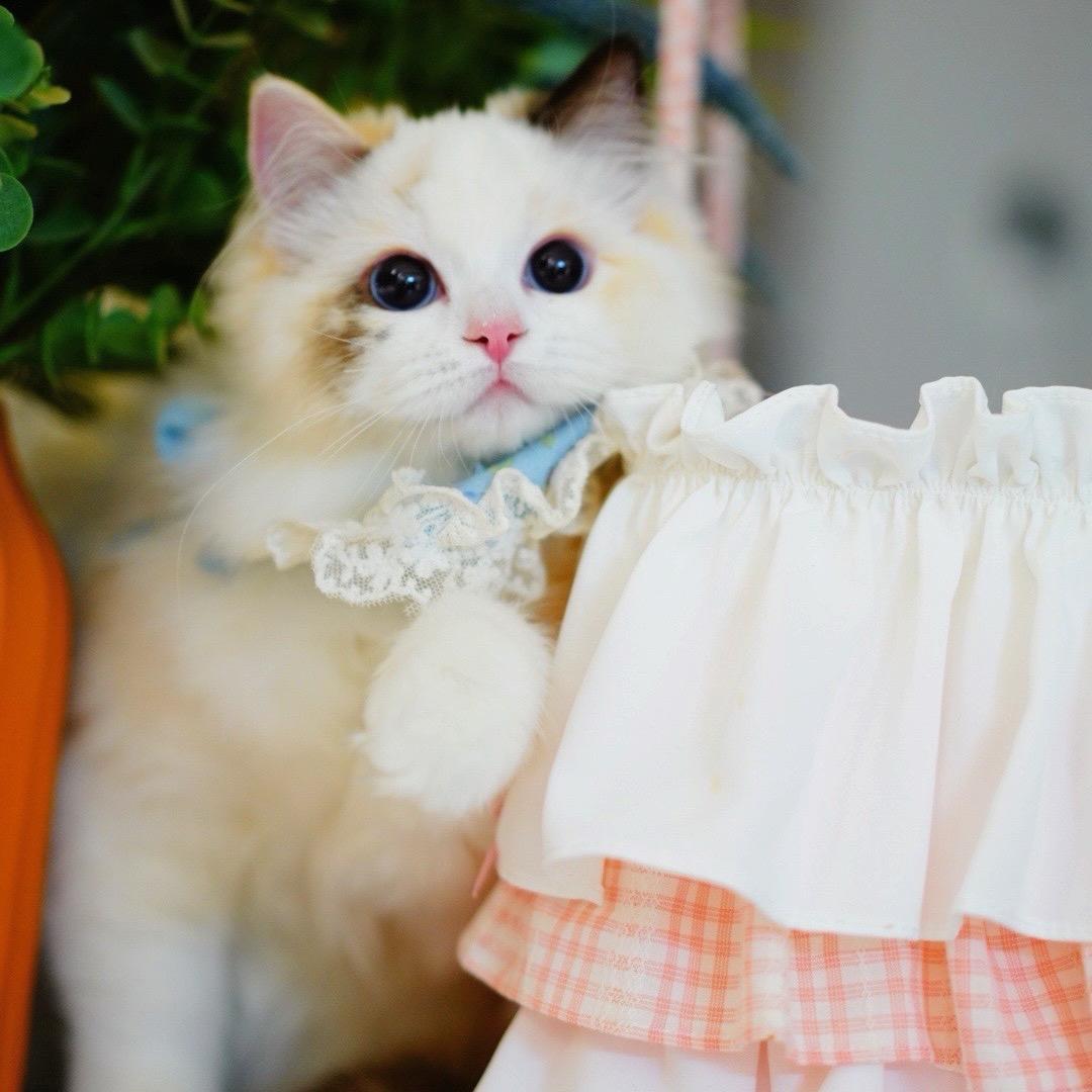 小仙女的布偶猫