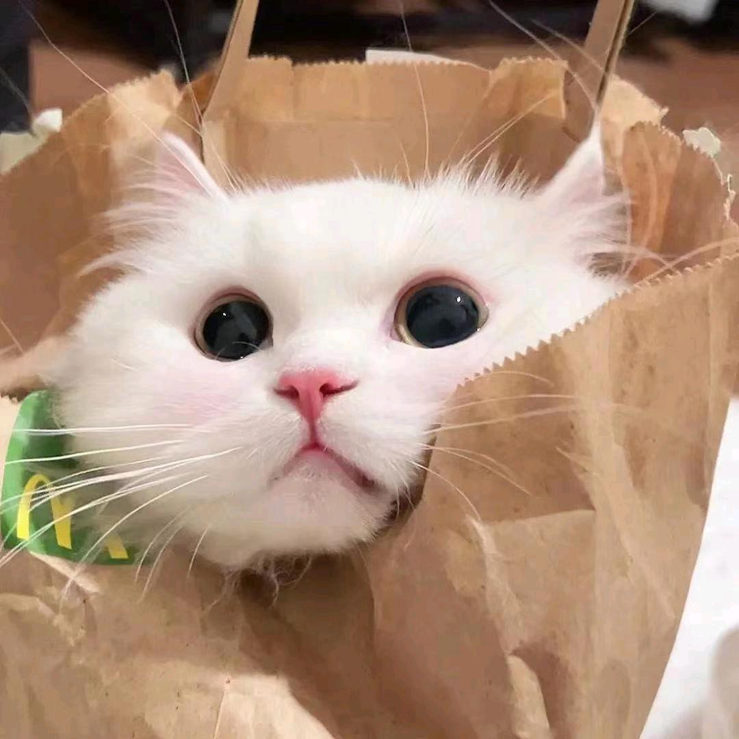 朱古力味脆脆鲨＾