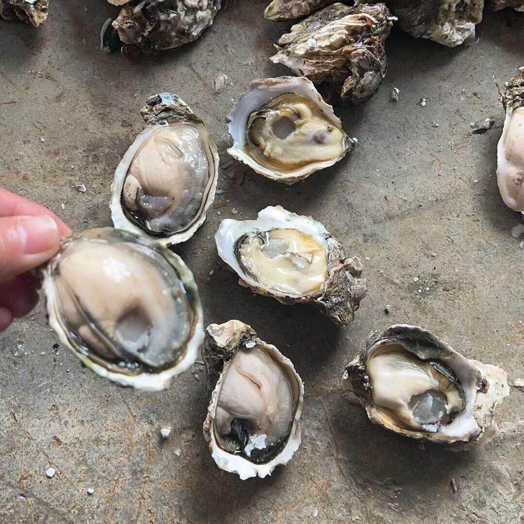 蚝总盛生蚝批发