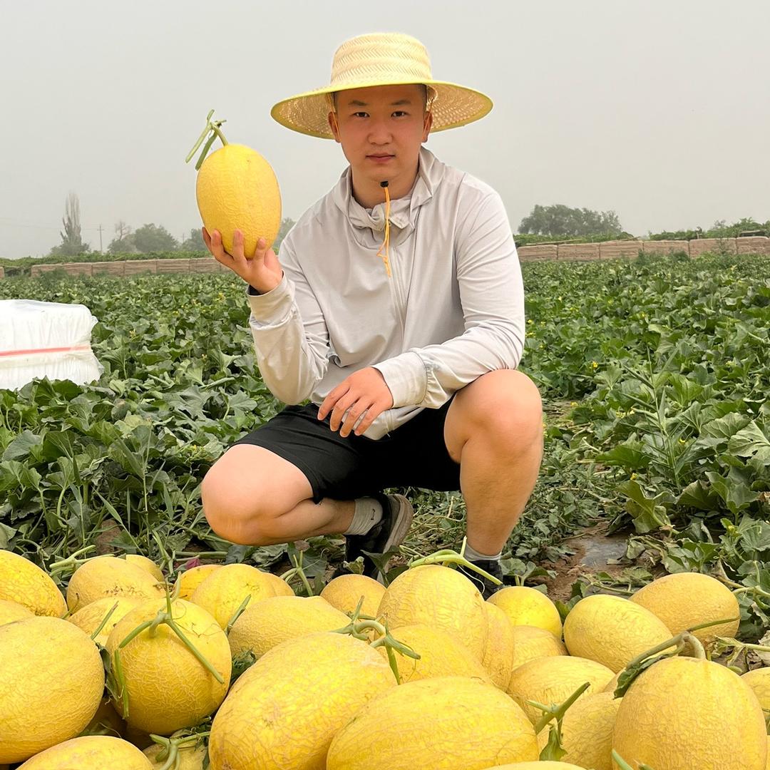 新疆吐鲁番黑桑葚干源头追溯