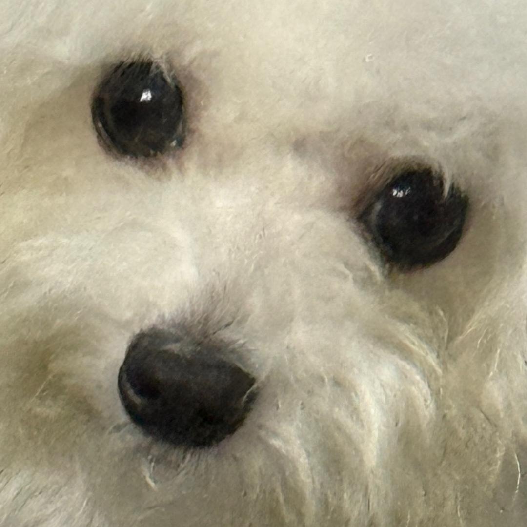 泡泡小狗🫧