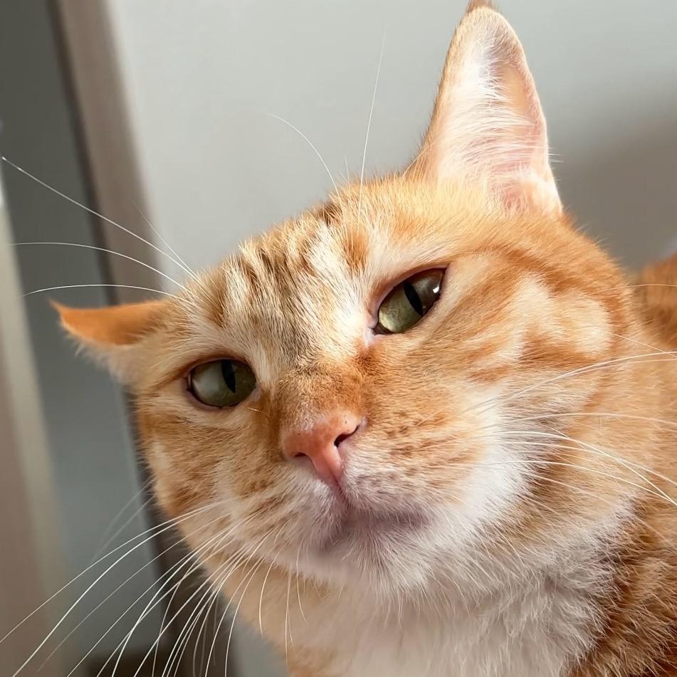 讨厌猫！