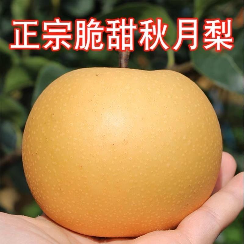 冠县拓鑫果蔬