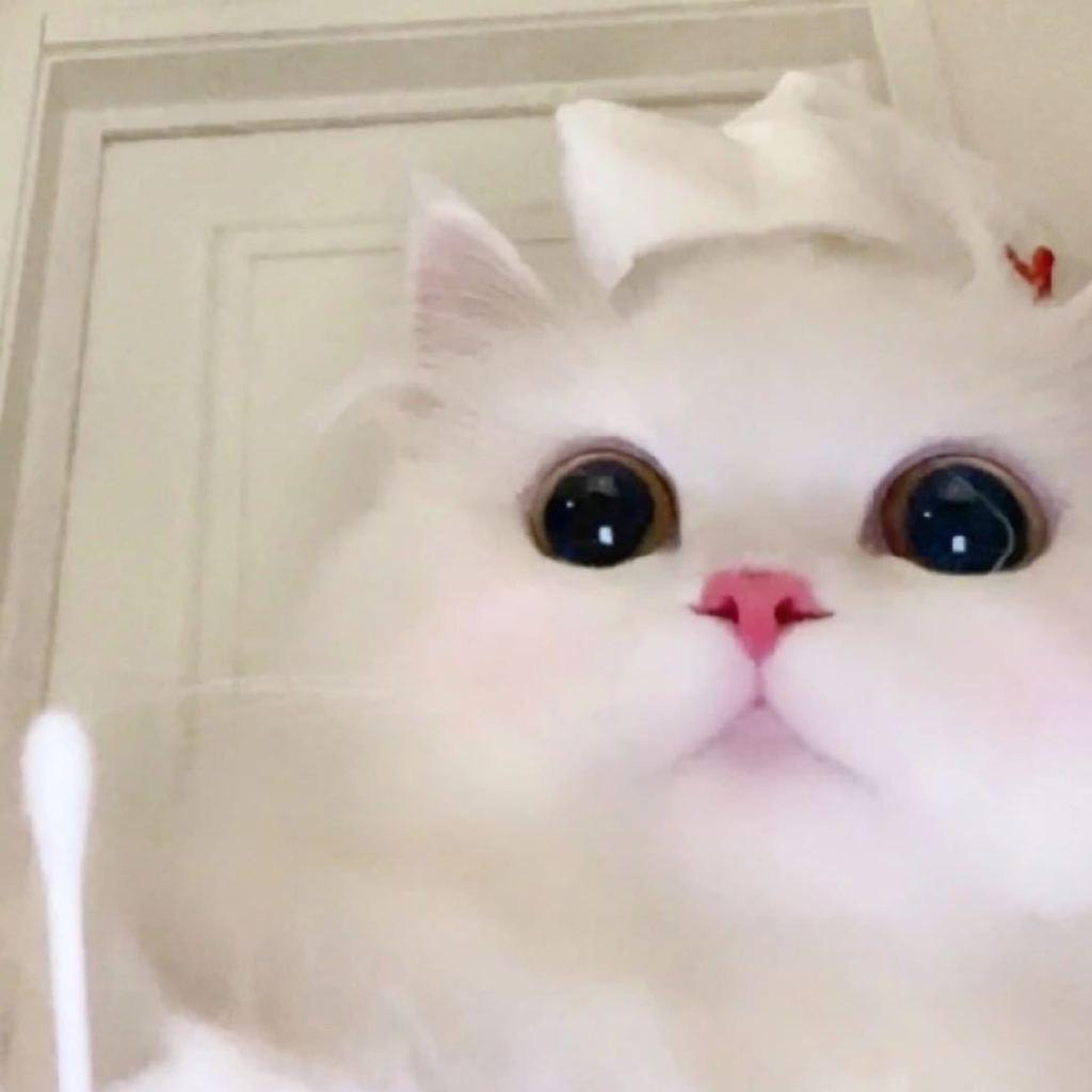 纽币猪