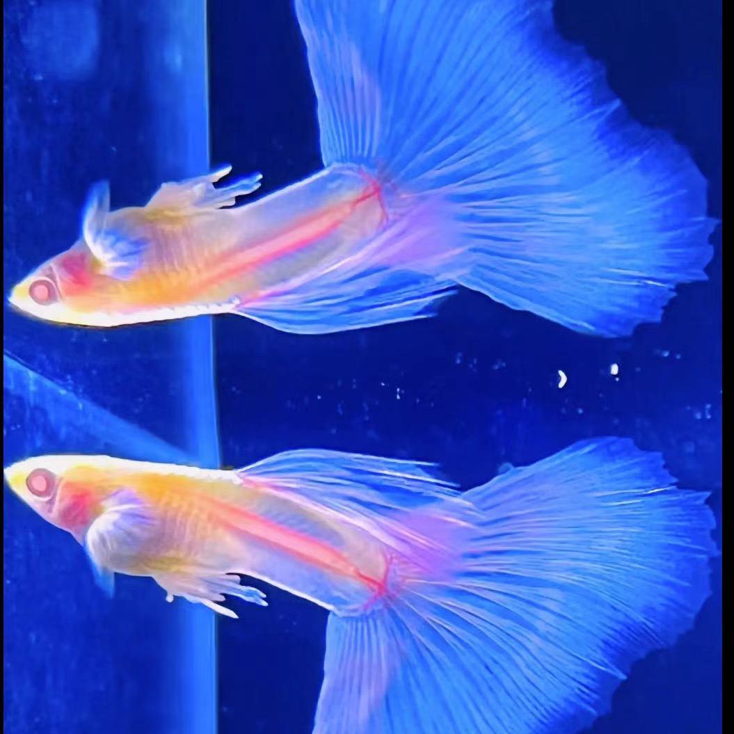 未来水族世界（孔雀鱼）