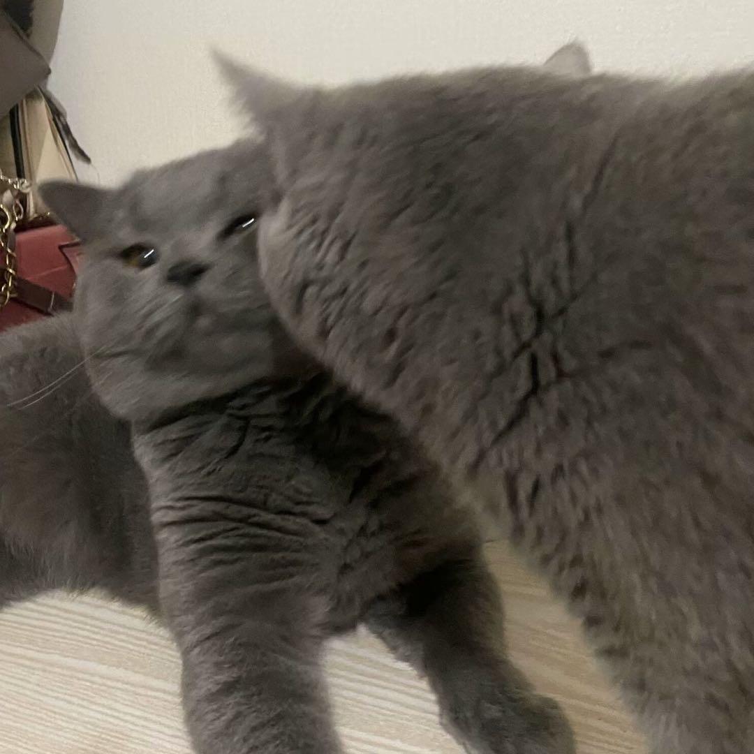 大吉和大利😺😾