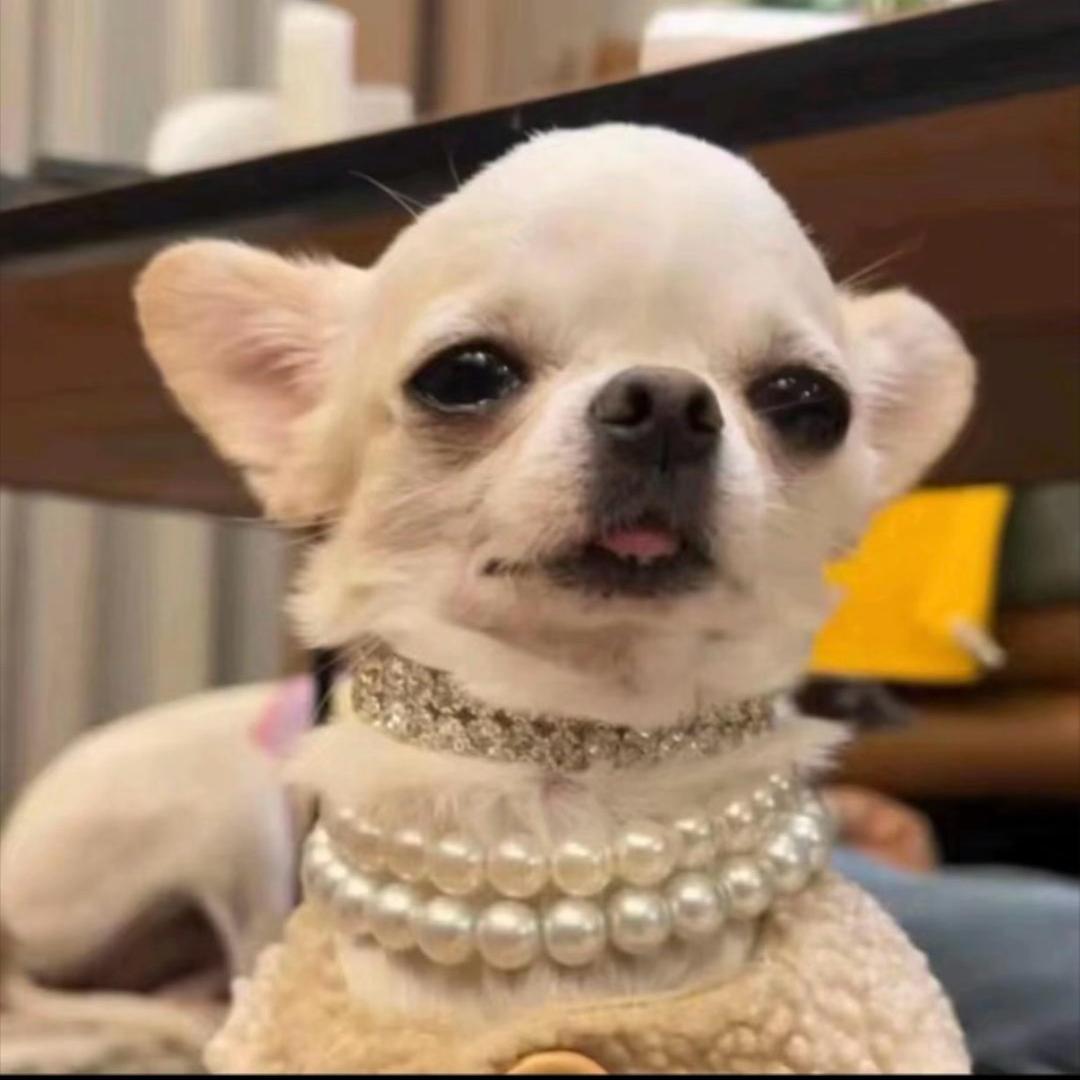 宇智波小狗头🦮（吉娃娃版）