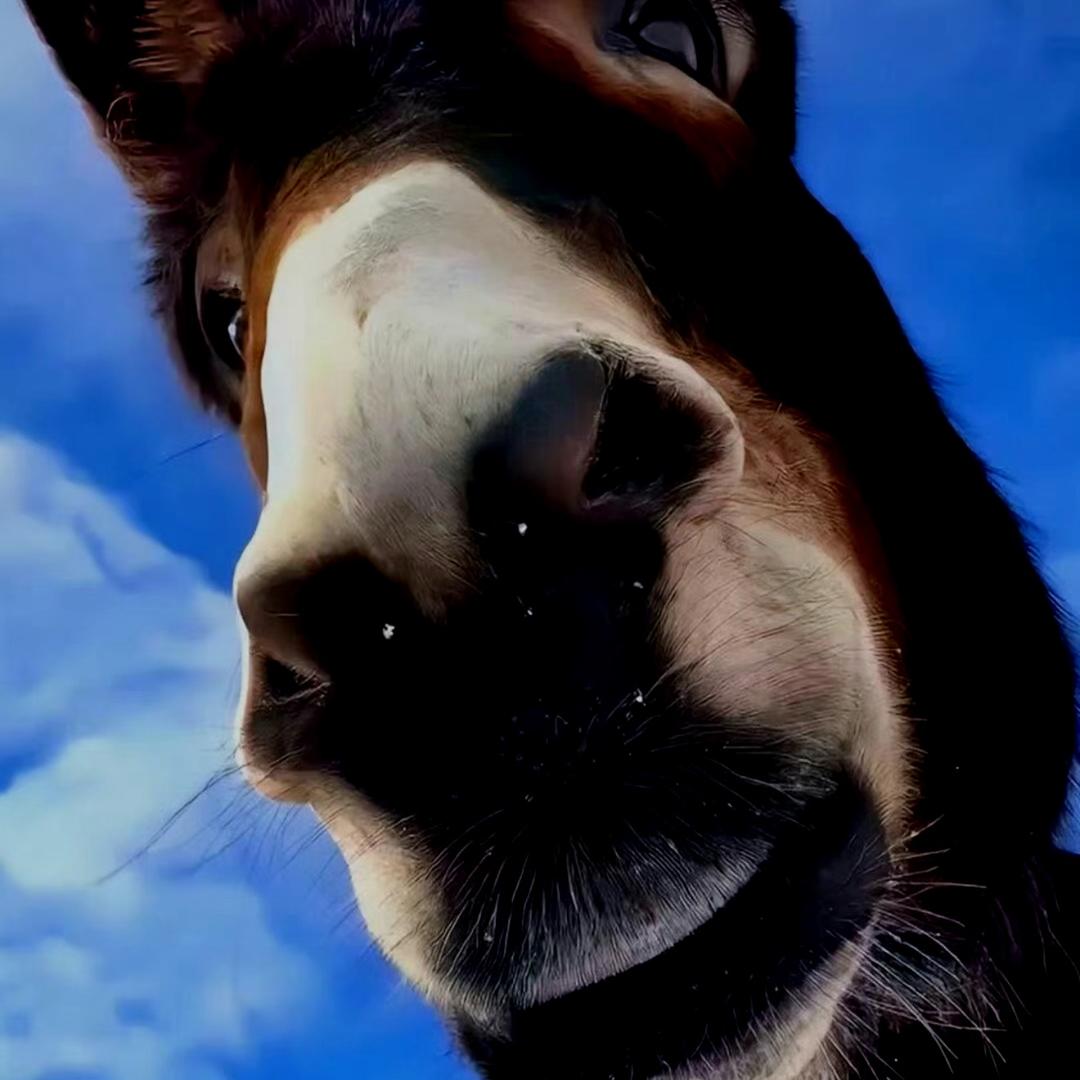 小蜜蜂（三角洲行动）