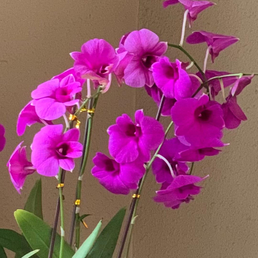 潇潇花园