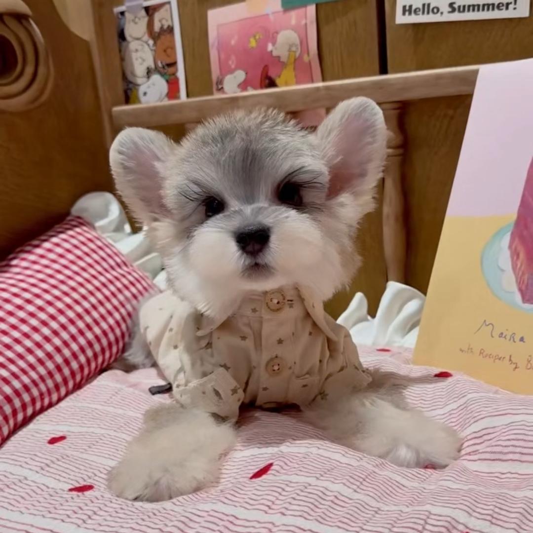 郑州金煜萌宠犬舍