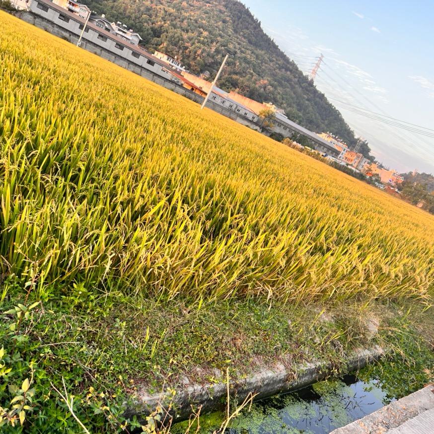 小小太阳